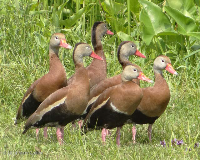 Black-bellied Whistling Ducks © Mary Collier 2014