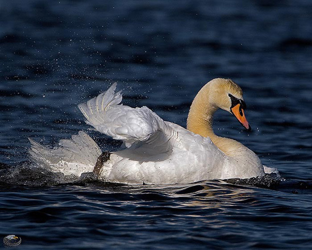 Mute Swan  © Catskill Country Images (Steve Davis)