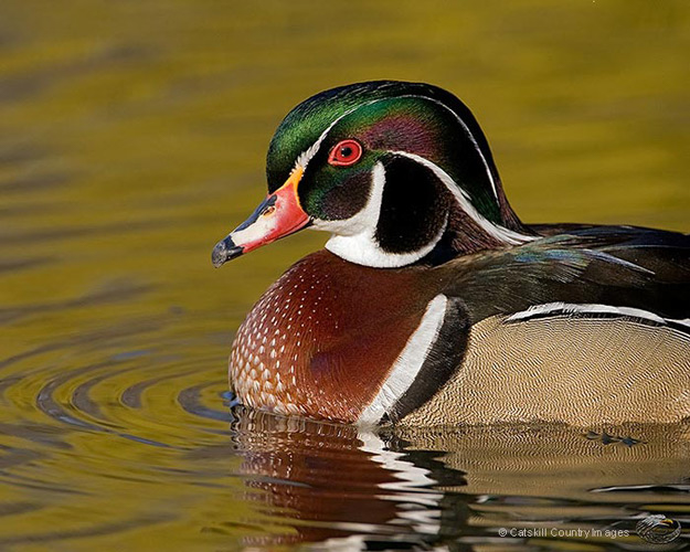 Wood Duck 2008  © Catskill Country Images (Steve Davis)