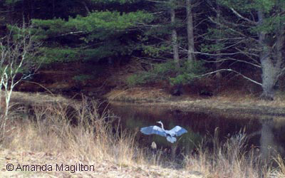 Great Blue Heron 2008  © Amanda Magilton