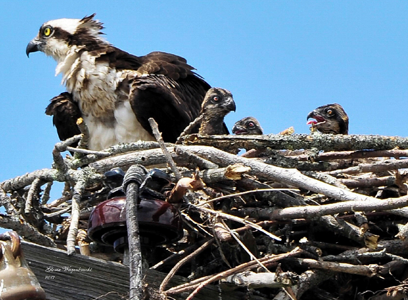 Ospreys on Nest  © Gloria Wagenknecht