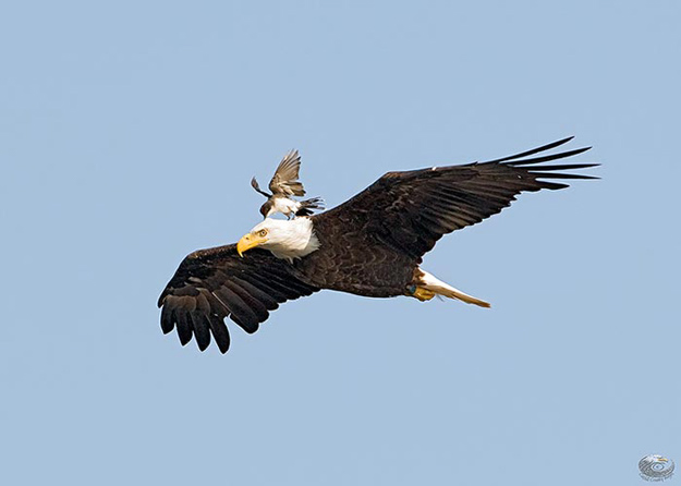 Eastern Kingbird and Bald Eagle (2) 2008  © Catskill Country Images (Steve Davis)