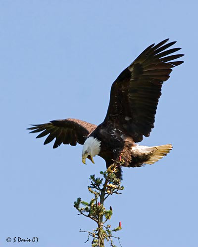 Bald Eagle 2007 © Catskill Country Images (Steve Davis)