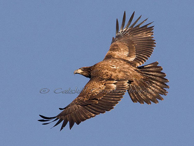 Bald Eagle (immature) 2008  © Catskill Country Images (Steve Davis)