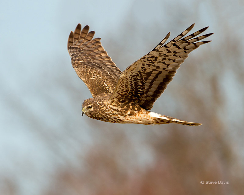Northern Harrier 2013, photo © Catskill Country Images (Steve Davis)