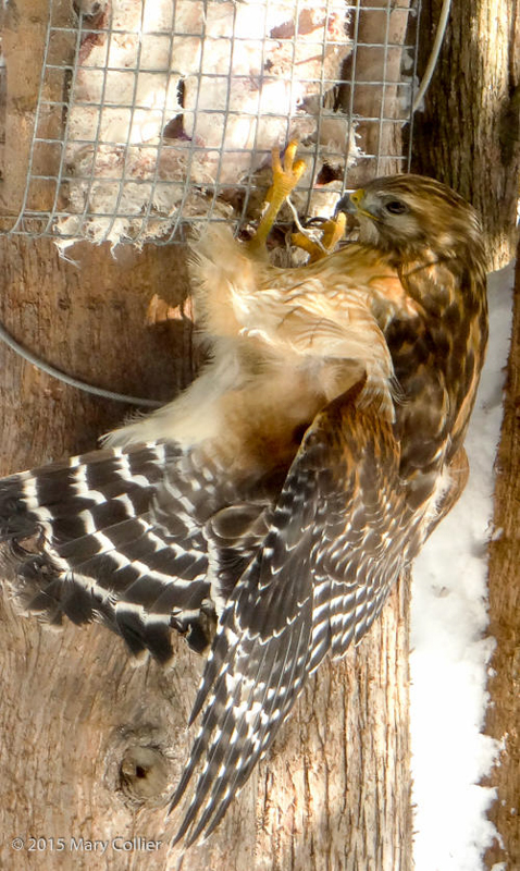 Red-shouldered Hawk at suet basket. © Mary Collier 2015