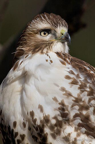 Red-tailed Hawk 2008  © Steve Davis