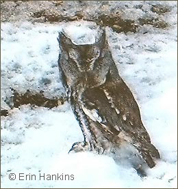 Eastern Screech-Owl 2008  © Erin Hankins