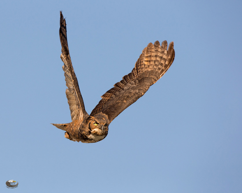 Great Horned Owl © 2015 Catskill Country Images (Steve Davis)