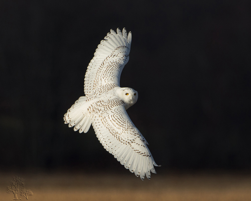 Snowy Owl. © Catskill Country Images (Steve Davis) 2014