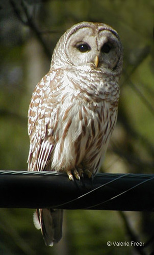 Barred Owl  © 2010 Valerie Freer