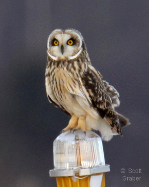 Short-eared Owl at Sullivan Co. International Airport  © 2012 Scott Graber