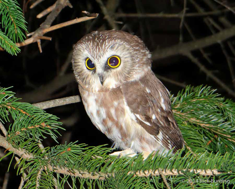 Northern Saw-whet Owl. © Rick Bunting 2014