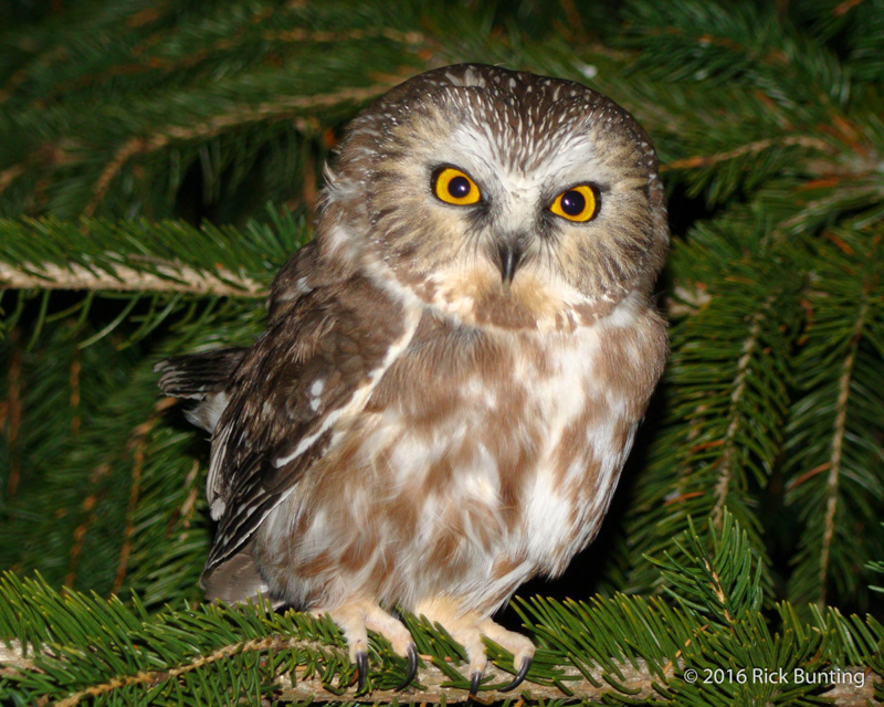 Northern Saw-whet Owl. © Rick Bunting