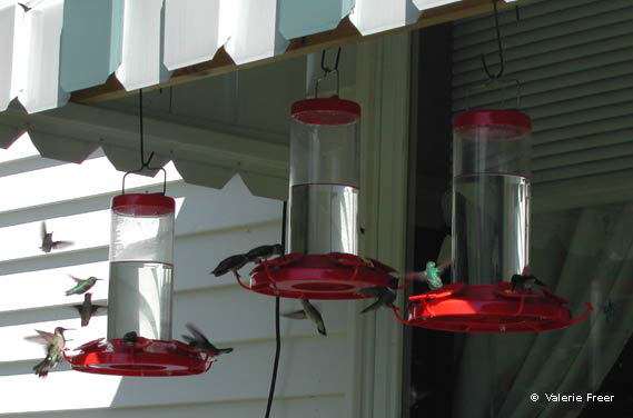 13 Ruby-throated Hummingbirds at the Griesbeck Home Claryville 2003  © Valerie Freer