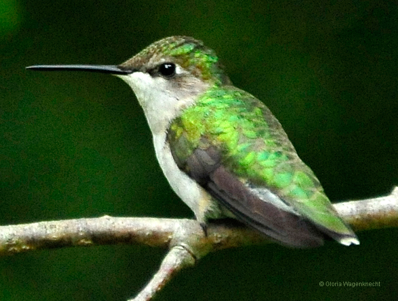 Ruby-throated Hummingbird  © 2012 Gloria Wagenknecht