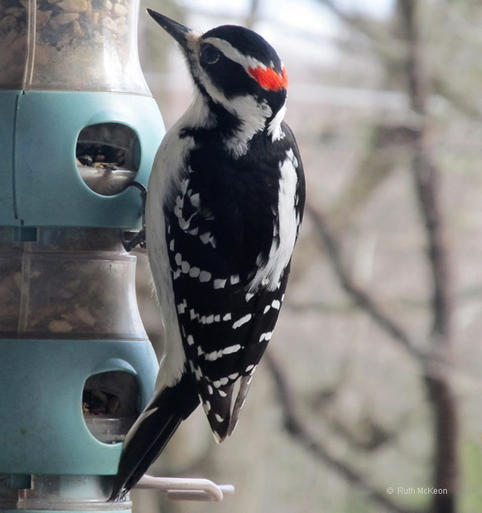 Hairy Woodpecker  © 2012 Ruth McKeon