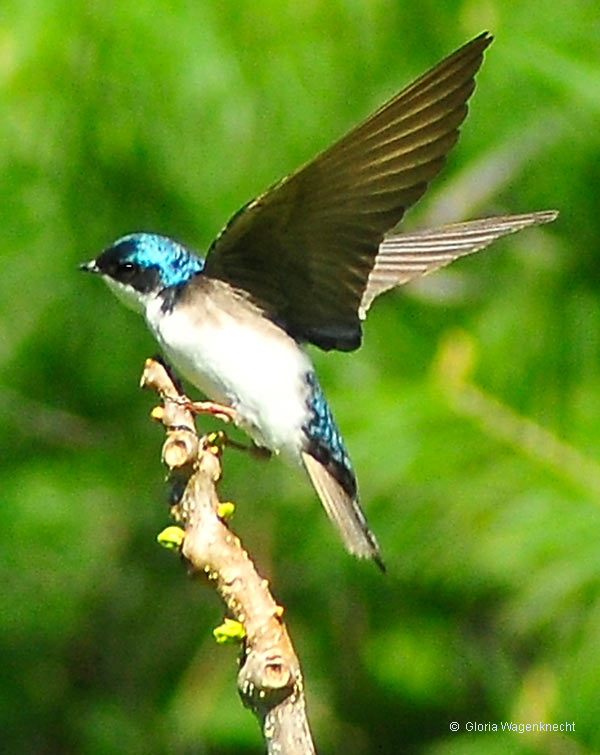Tree Swallow, photo © 2012 Gloria Wagenknecht