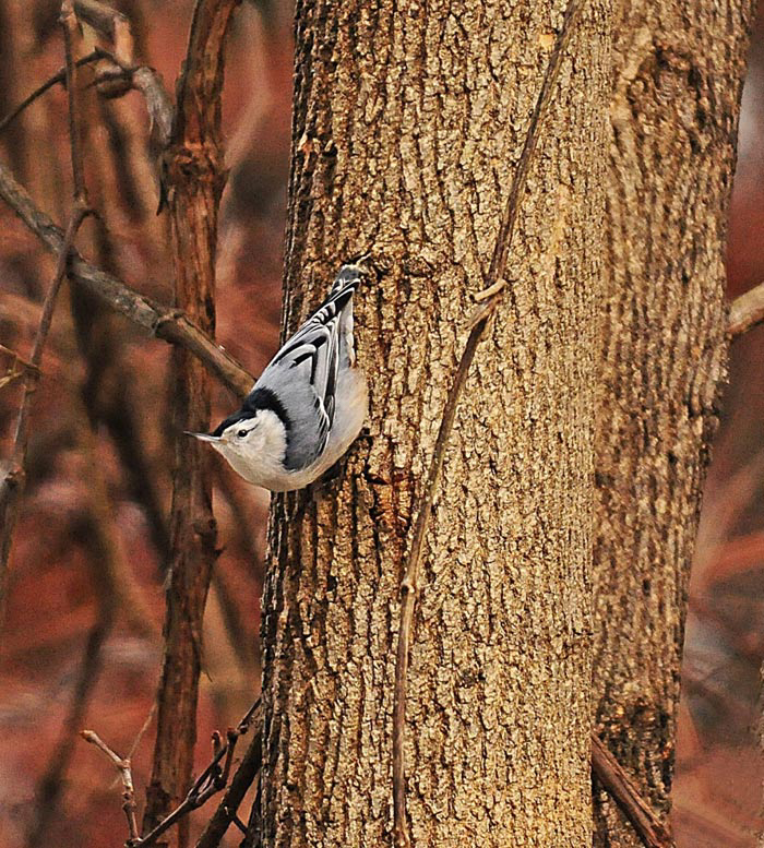 White-breasted Nuthatch. © 2014 Jim Carney