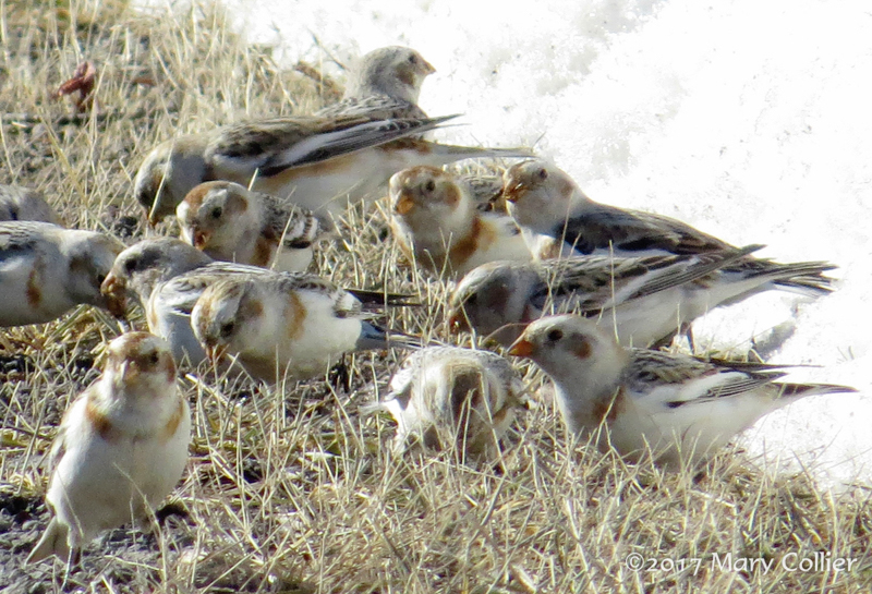 Snow Buntings   © Mary Collier