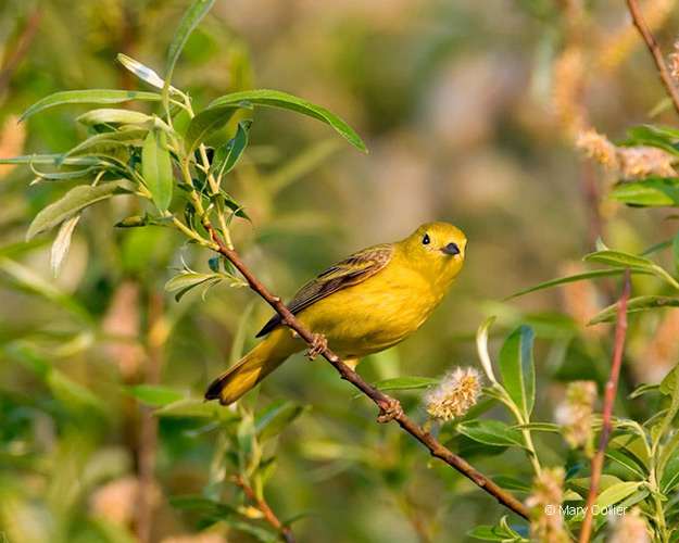Yellow Warbler   © 2007 Mary Collier