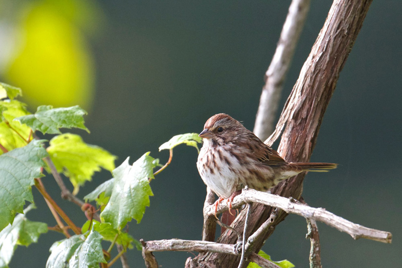 Song Sparrow, photo  © 2013 Gene McGarry