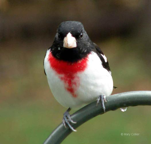 Rose-breasted Grosbeak, photo  © 2007 Mary Collier