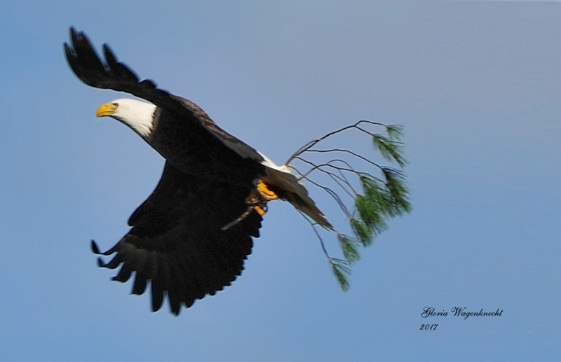 Bald Eagle, photo © Gloria Wagenknecht
