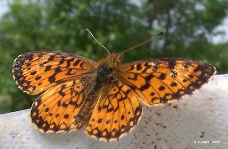 b03_SilverBorderedFritillary2_davis2009