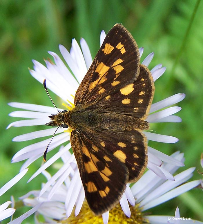 b05_ArcticSkipper_davis2009