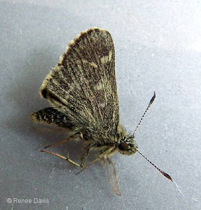 b06_PepperSaltSkipper_davis2009