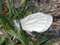 b01_WestVirginiaWhite_alexander2009