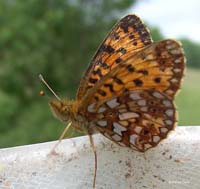 b04_SilverBorderedFritillary1_davis2009