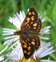 b05_ArcticSkipper_davis2009