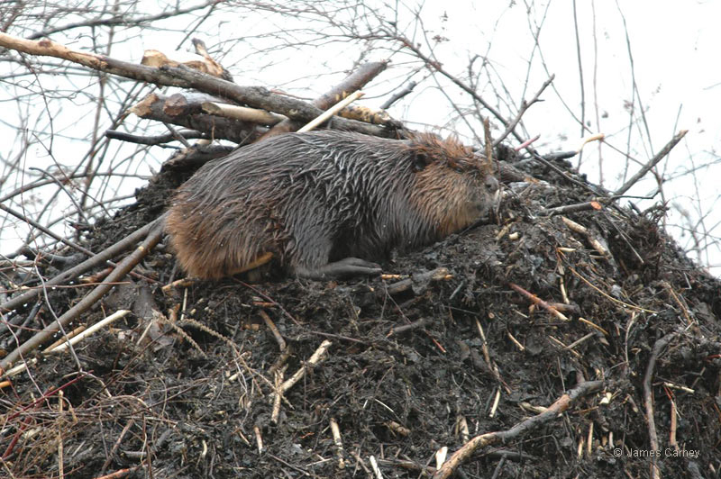 Beaver, photo © James Carney