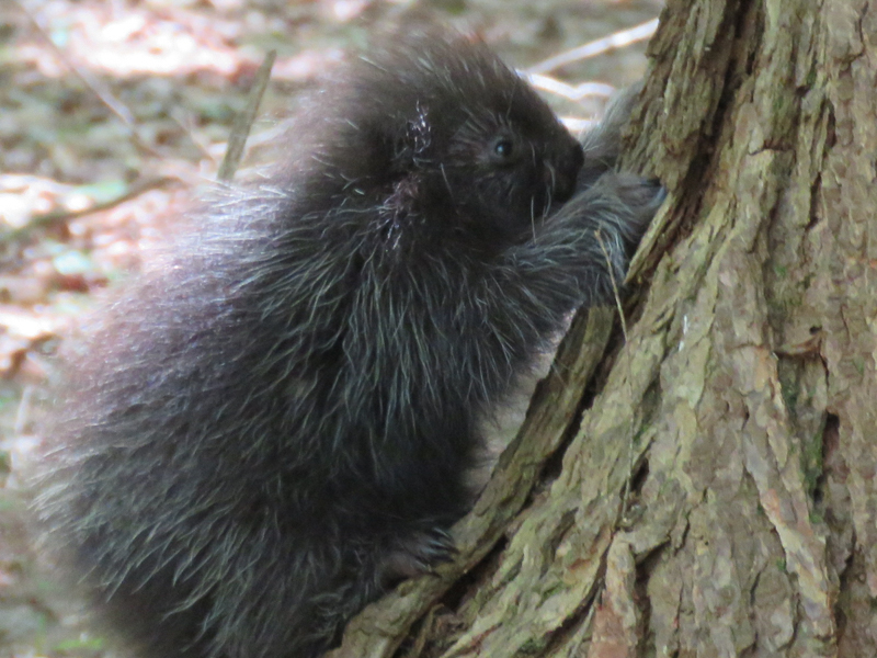 Young porcupine, photo © Pat Cocot