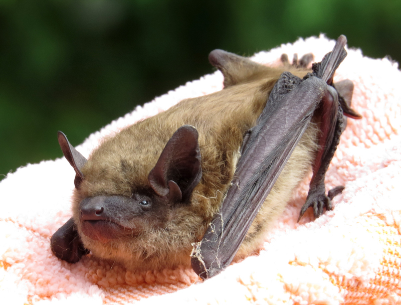 Big Brown Bat rescued from washing machine, photo © Mary Collier