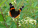 b0450_Red-Admiral-on-DogbaneFreer800