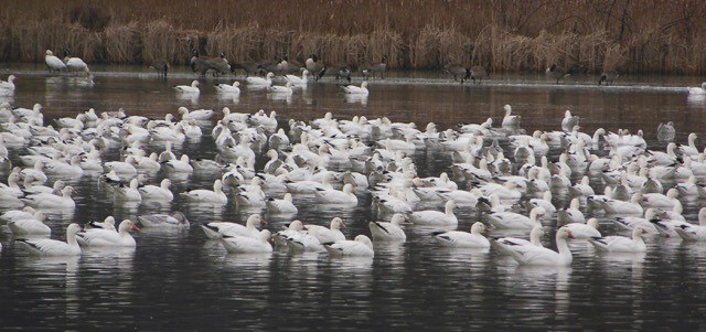 Snow Geese s) © Scott Baldinger