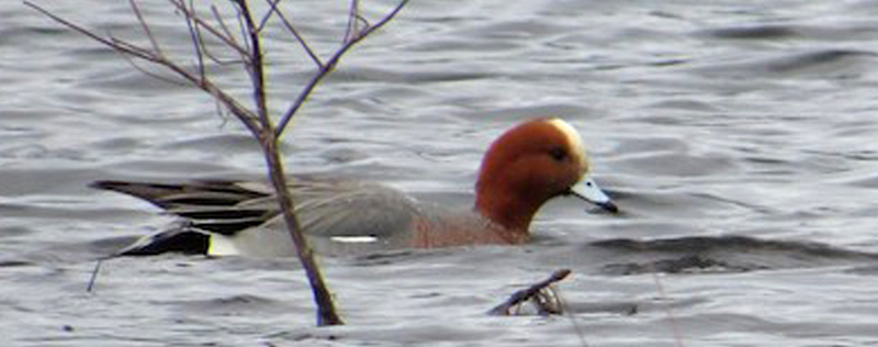 Eurasian Wigeon at the Bashakill, March 2018, photo © Scott Baldinger