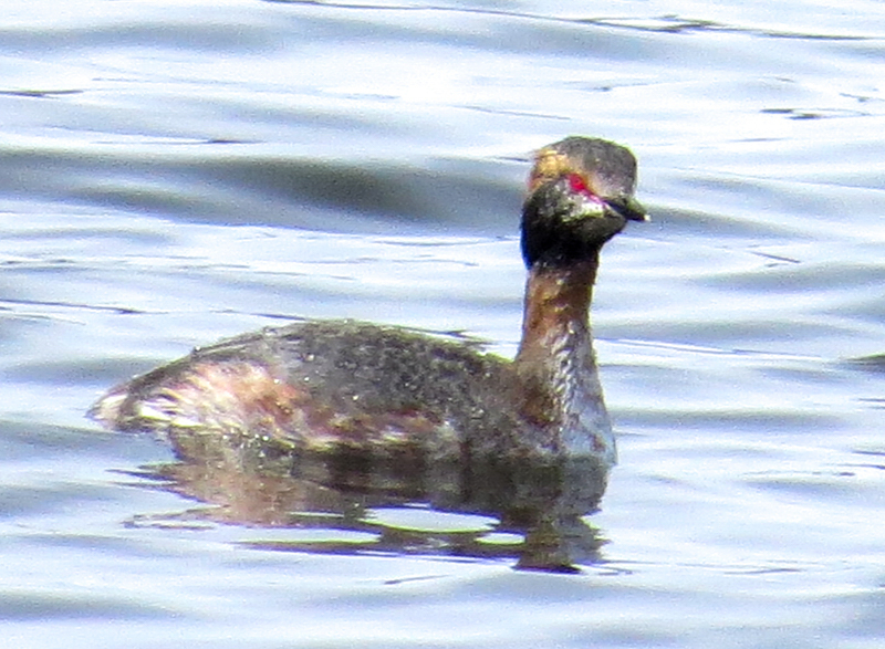 Horned Grebe © Mary Collier
