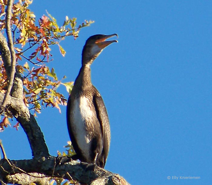 Great Cormorant  © Elly Knieriemen