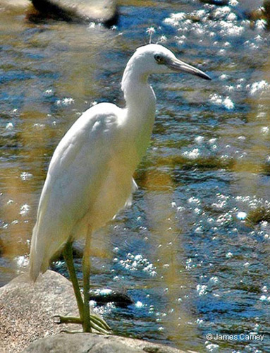 Little Blue Heron (1), © James Carney