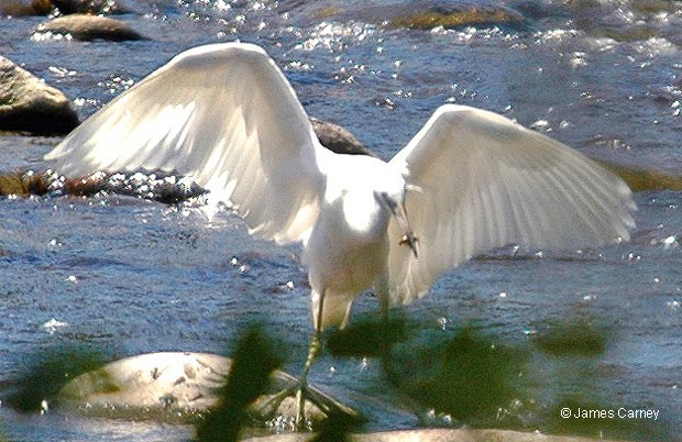 Little Blue Heron (2), © James Carney