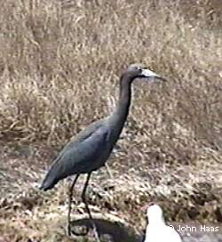 Little Blue Heron 2004  © John Haas