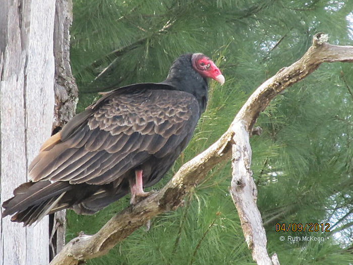 Turkey Vulture, photo  © Ruth McKeon
