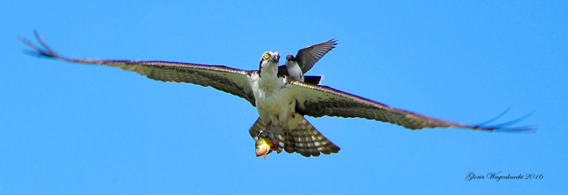 Osprey © Gloria Wagenknecht