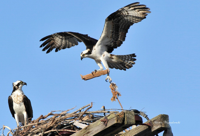 Ospreys at Nest  © Gloria Wagenknecht