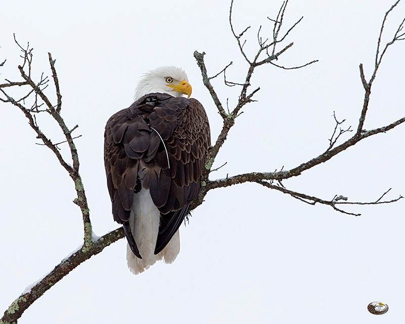 Bald Eagle with tracking antenna, 2013  © Catskill Country Images (Steve Davis)