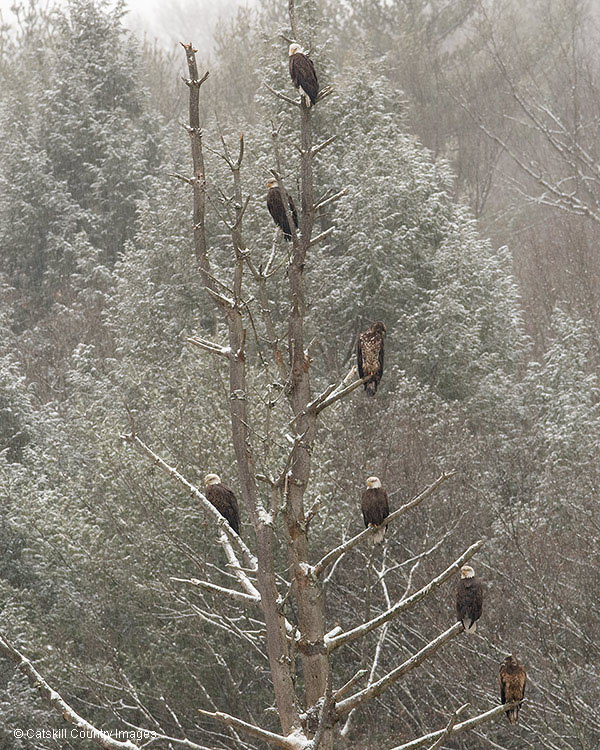 Bald Eagles at Rio Reservoir, December 2008  © Catskill Country Images (Steve Davis)